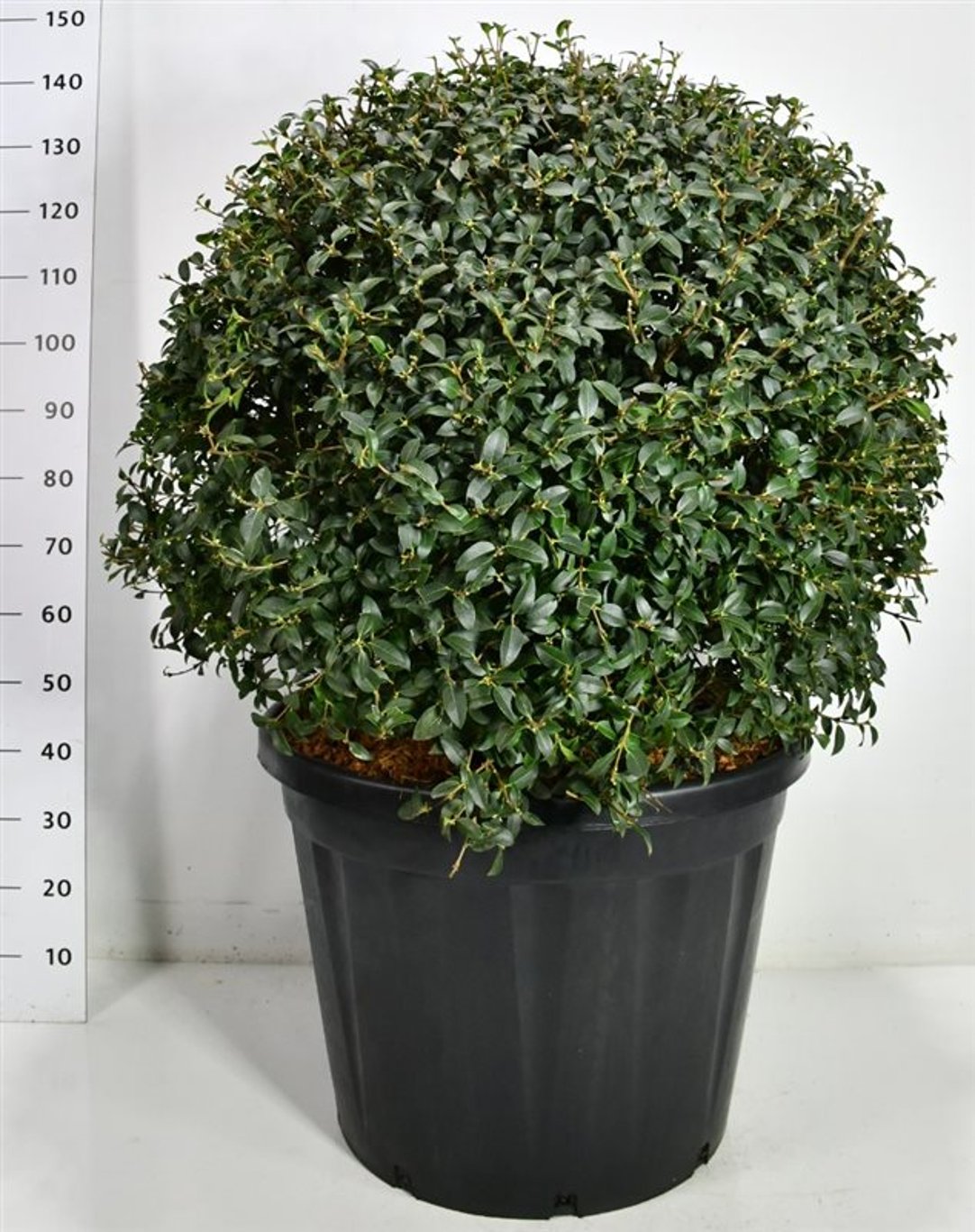 Burkwoodosmanthus – Osmanthus burkwoodii - C130 90-100 cm. Bol