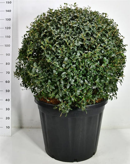 Burkwoodosmanthus – Osmanthus burkwoodii - C130 90-100 cm. Bol