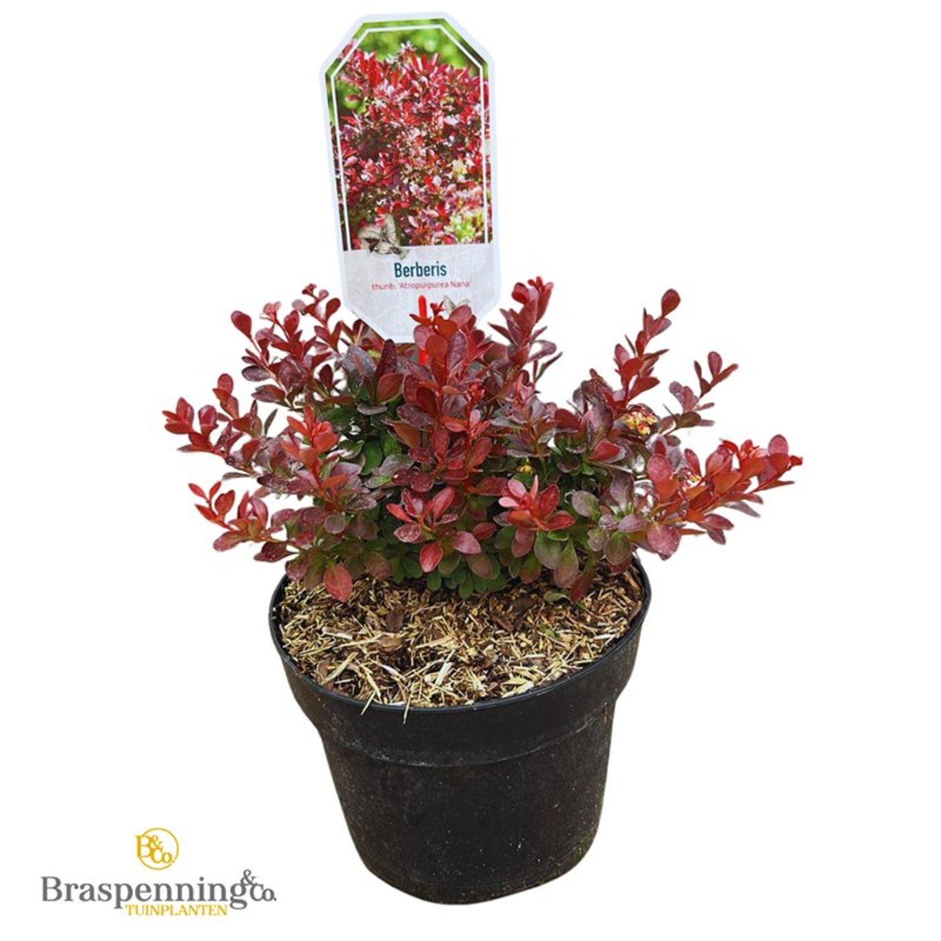 Berberis – Berberis thunb. 'Atropurpurea Nana' - C3 20-25 CM