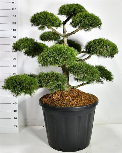 Bergtall – Pinus mugo &