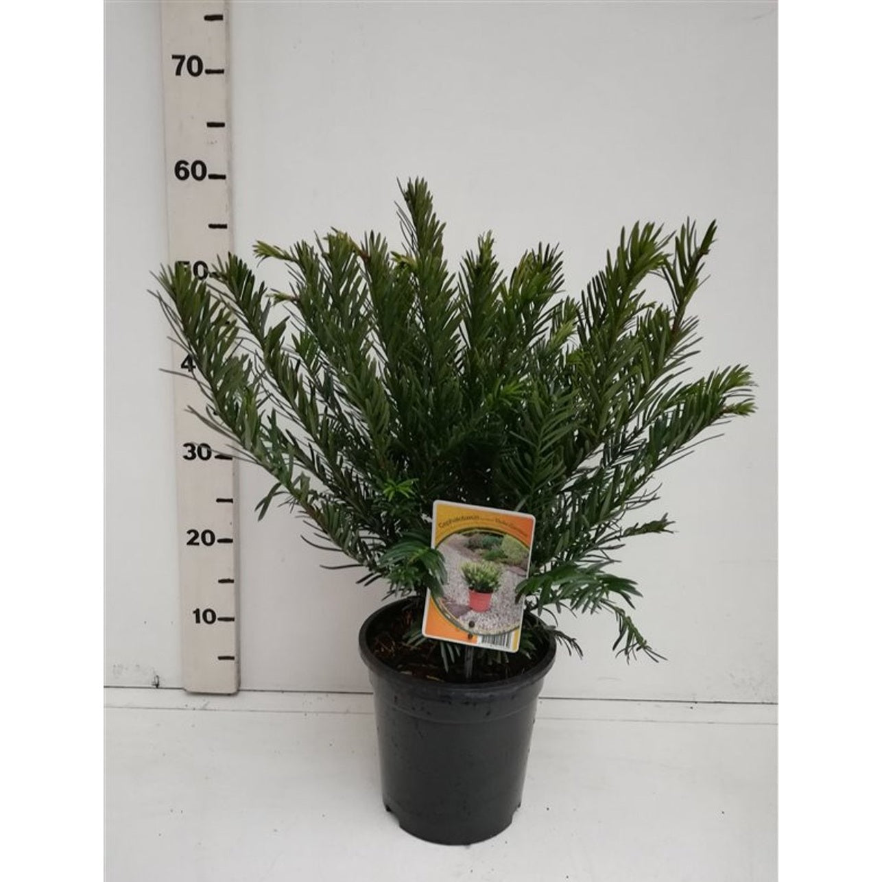 Plommonidegran – Cephalotaxus harringtonii 'Duke Gardens' - C3 30-40 CM
