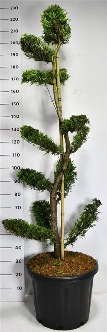 Cypresscypress – Cupressocyparis leylandii &
