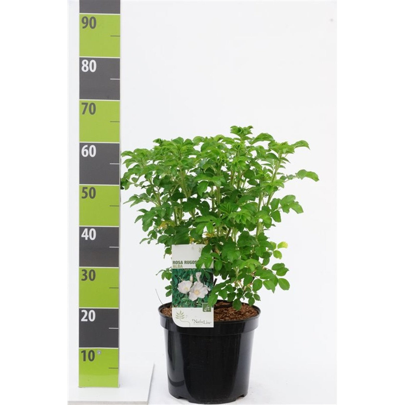 Rugosaros – Rosa rugosa 'Alba' - C4,6 40-60 CM