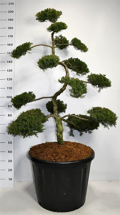 Savin-en – Juniperus sabina &