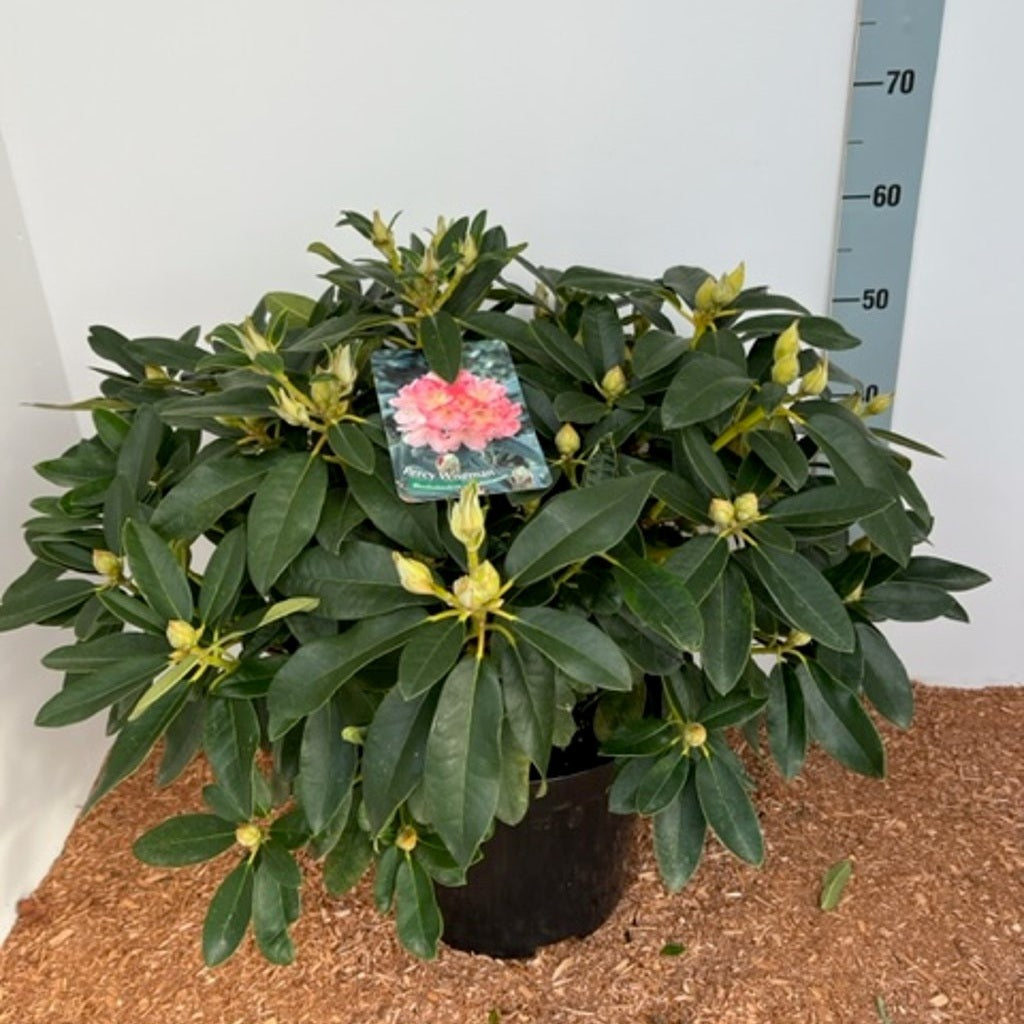 Rhododendron – Rhododendron (Y); 'Percy Wiseman' - C12 50-60 CM