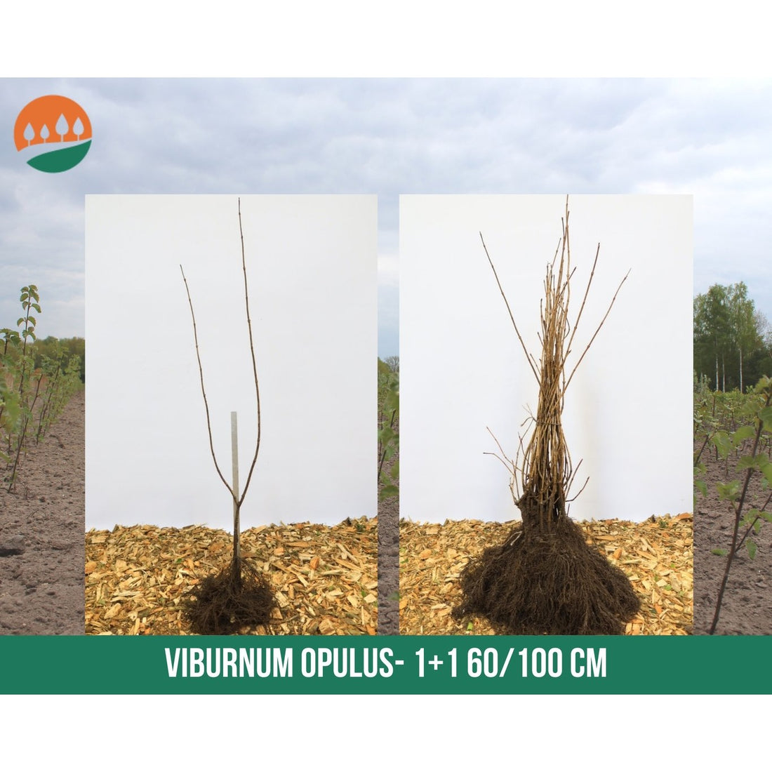 Skogsolvon – Viburnum opulus - 60-100 CM barrot 1/1