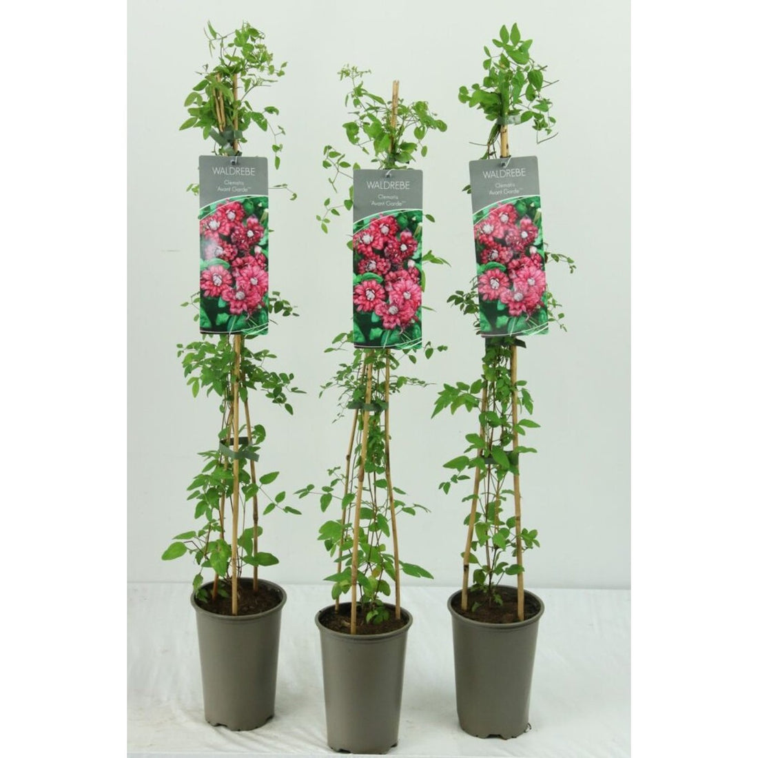 Klematis – Clematis &