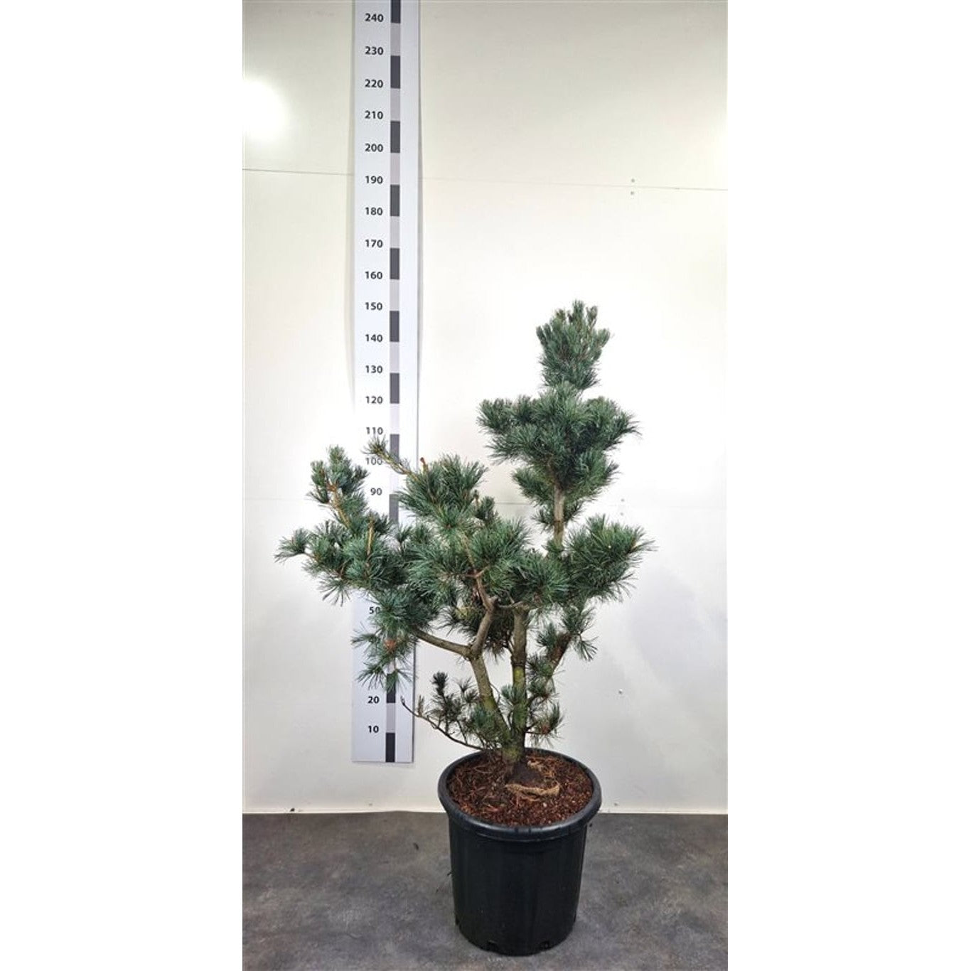 Japansk vitbarrtall – Pinus parviflora 'Negishi' - 100-120 CM Bonsai Cont.