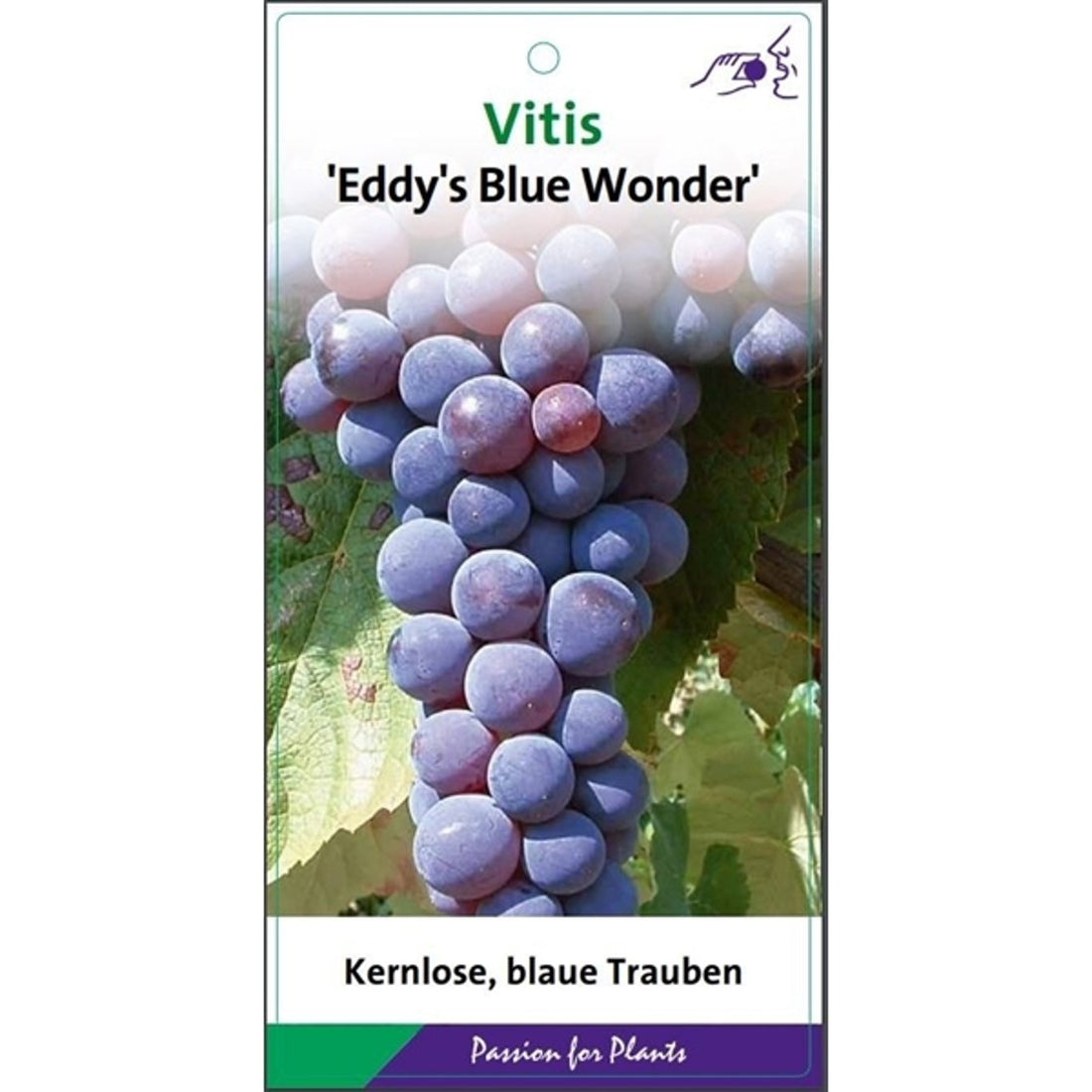 Vinranka – Vitis &