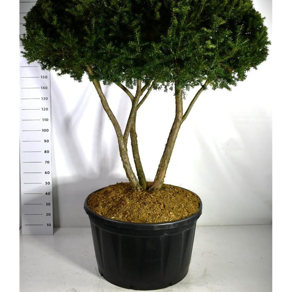 Japansk idegran – Taxus cuspidata - C280 200-225 cm. Meerstammig