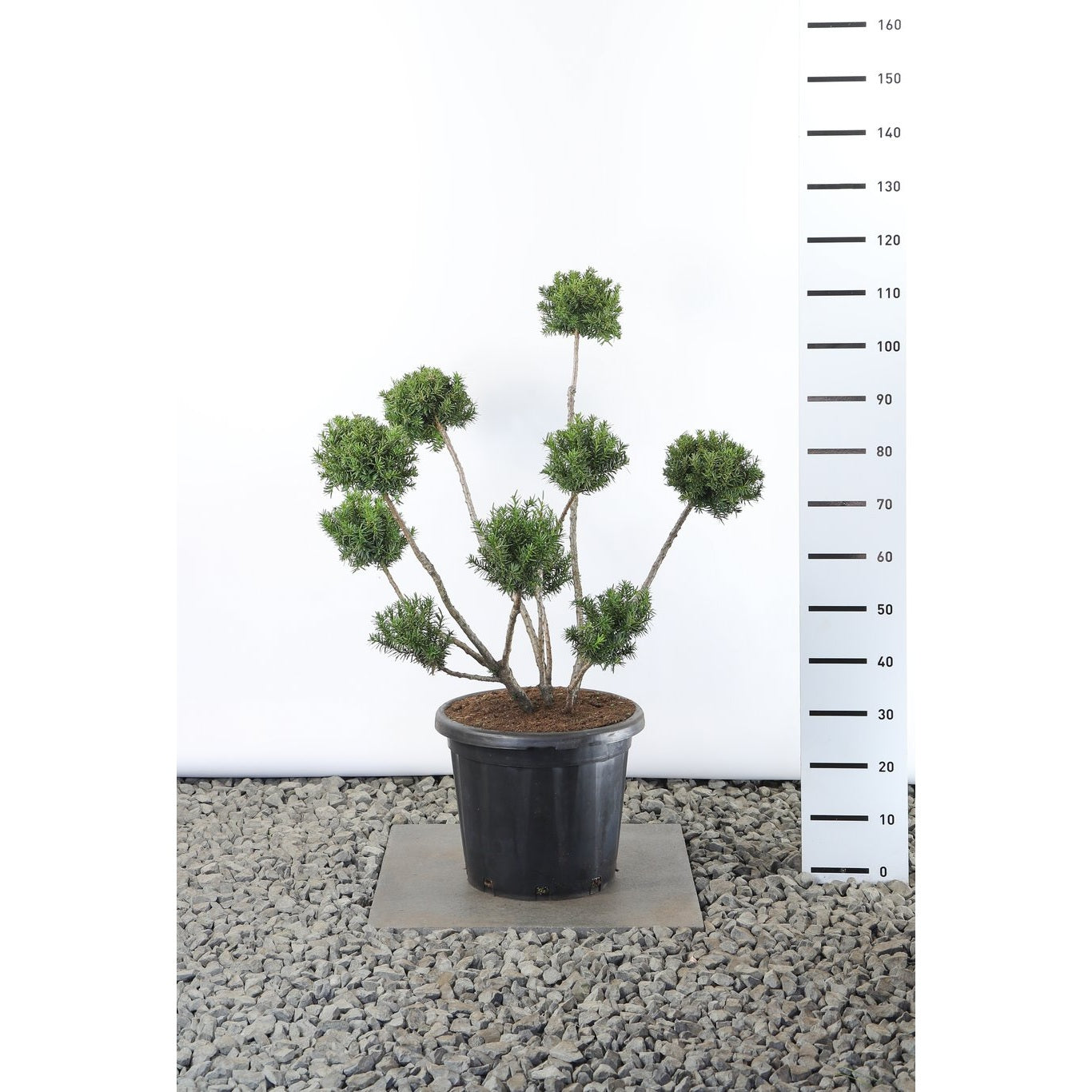 Hybrididegran – Taxus media 'Farmen' - 80-100 CM PonPon EXTRA in Cont.