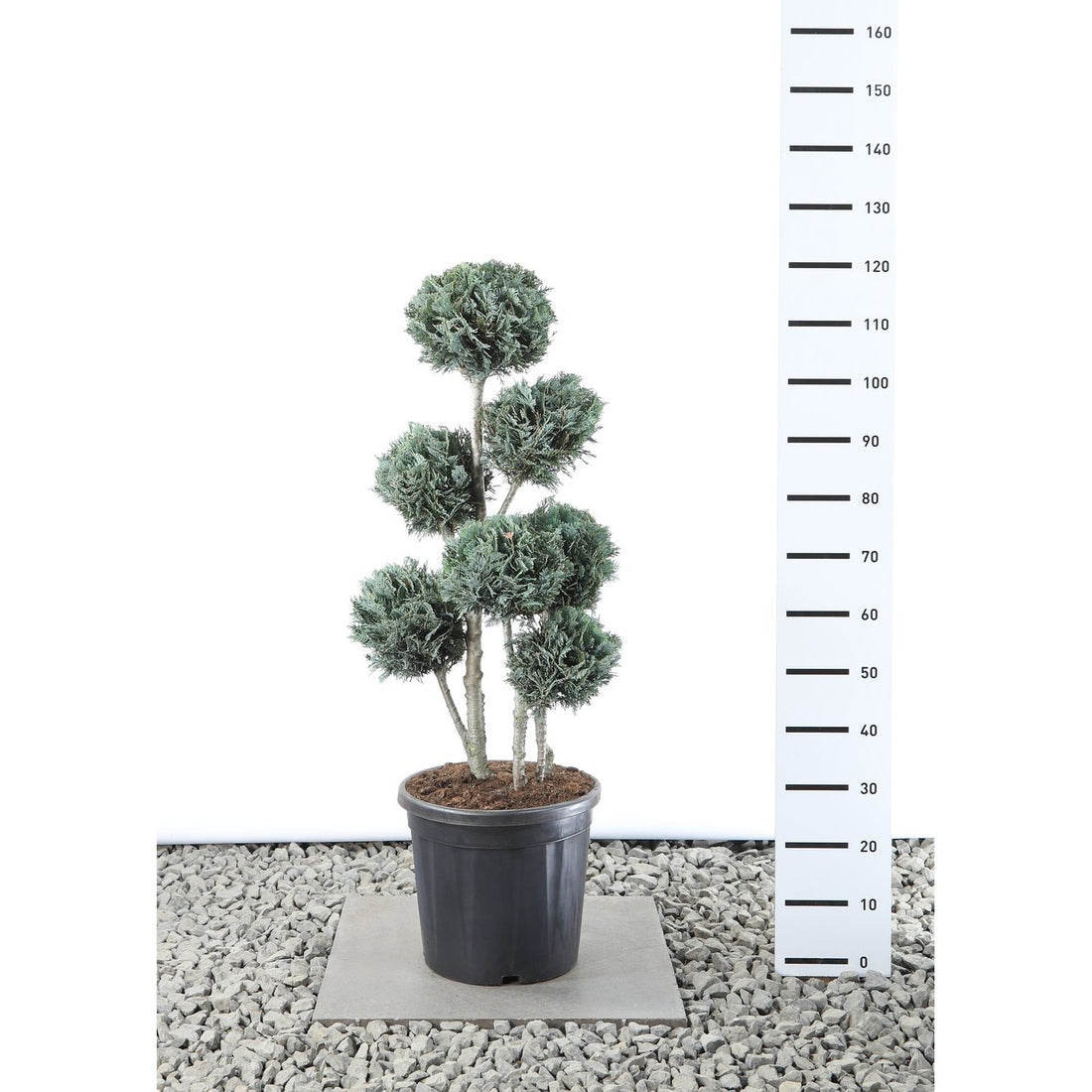 Ädelcypress – Chamaecyparis lawsoniana &