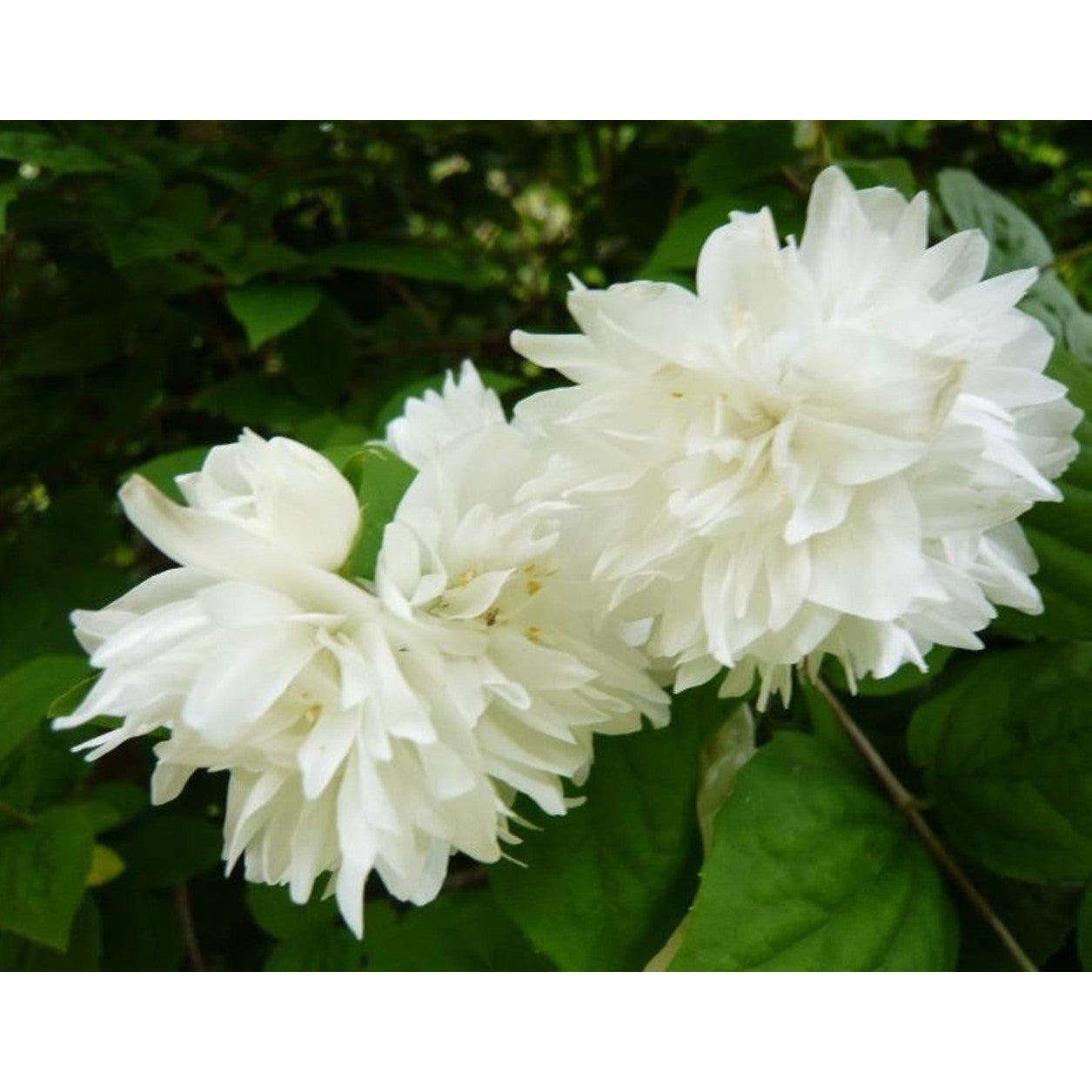 Schersmin – Philadelphus 'Virginal' - 60-100 CM bare root 0/ 2   2/+ branche