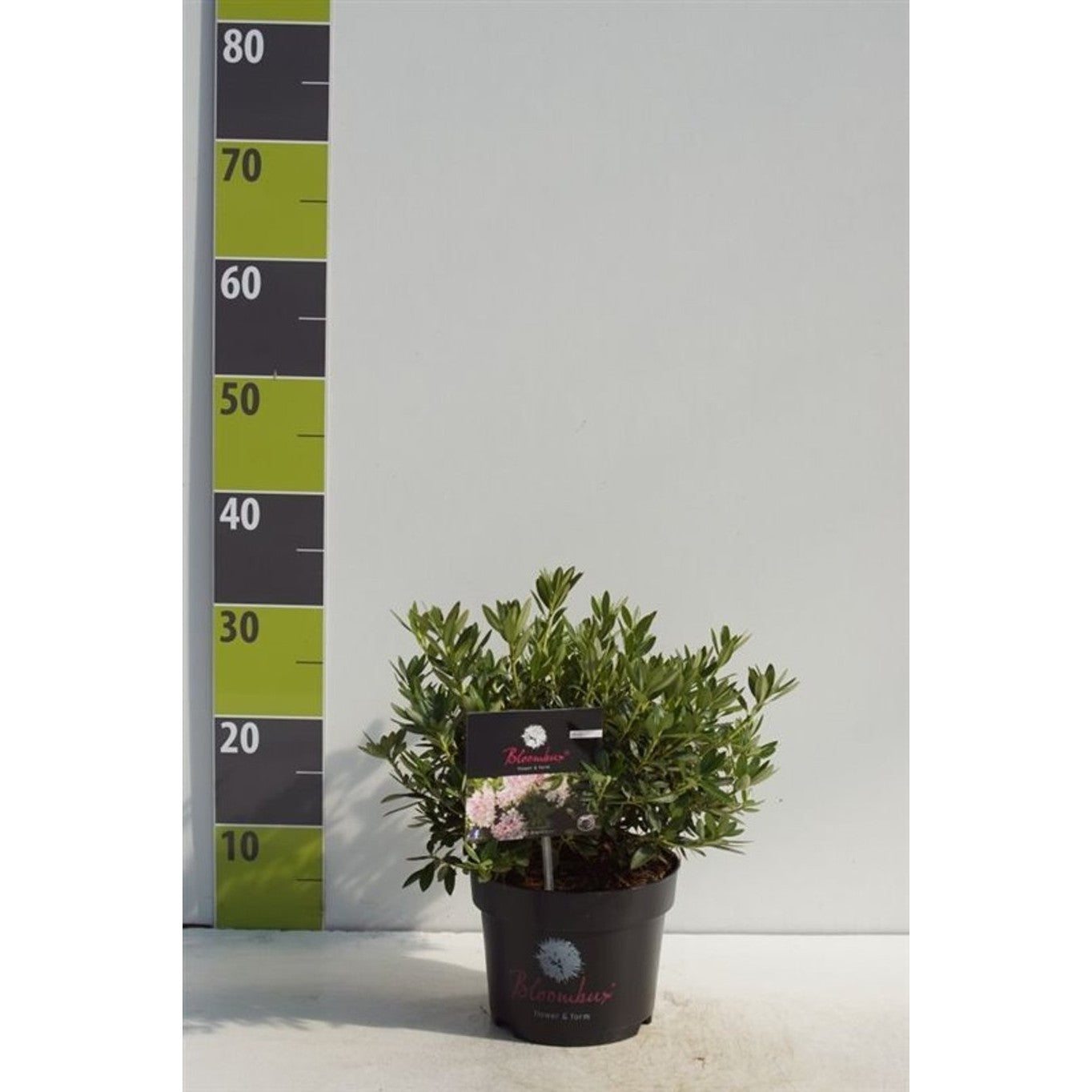 Rhododendron – Rhododendron microhirsutum 'Bloombux'® - C2 20-25 CM