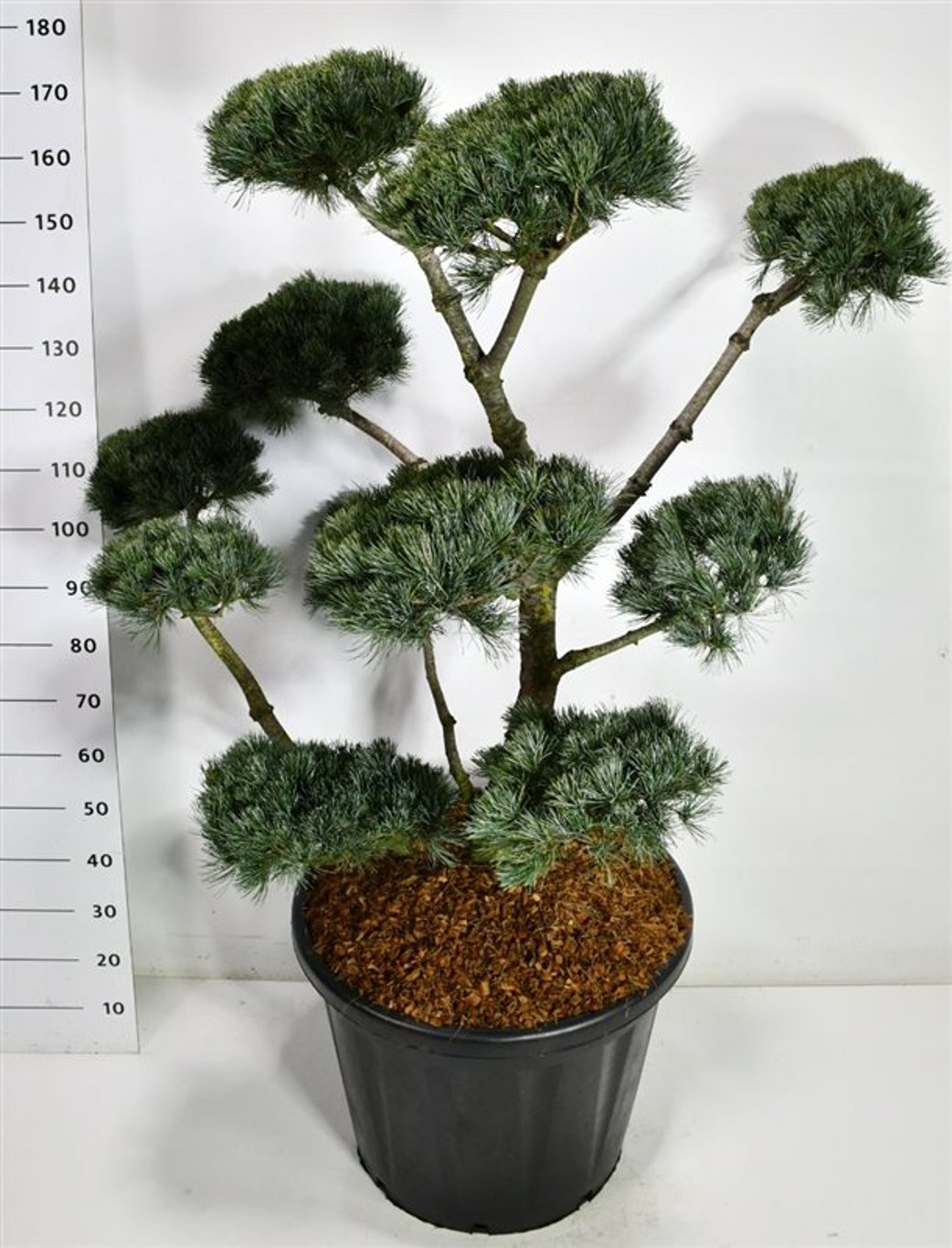 Japansk vit­tall – Pinus parviflora &