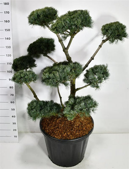 Japansk vit­tall – Pinus parviflora &