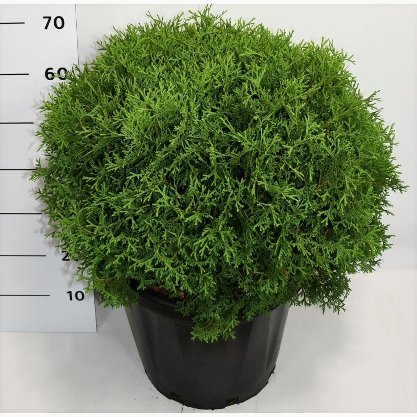 Thuja – Thuja occidentalis 'Tiny Tim' - C25 50-60 CM