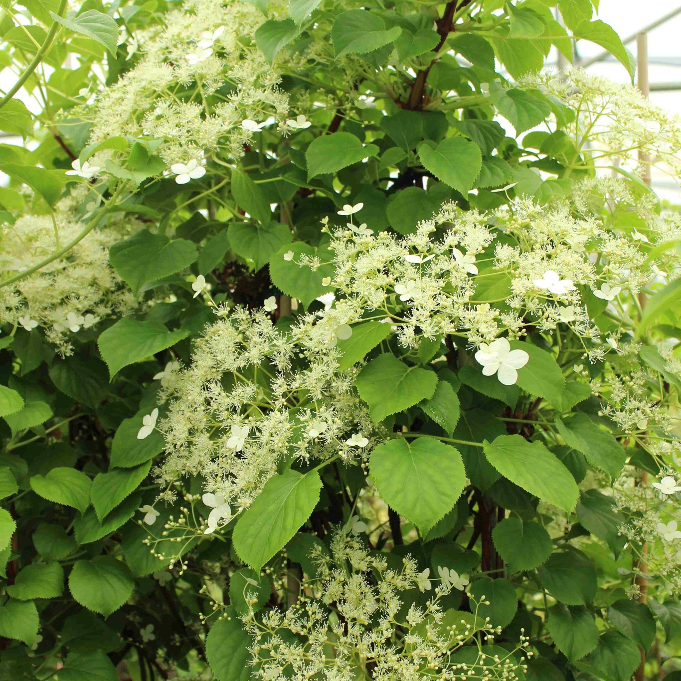 Hortensia – Hydrangea arborescens 'Pink Percussion' - C7.5 80-100 CM Stick