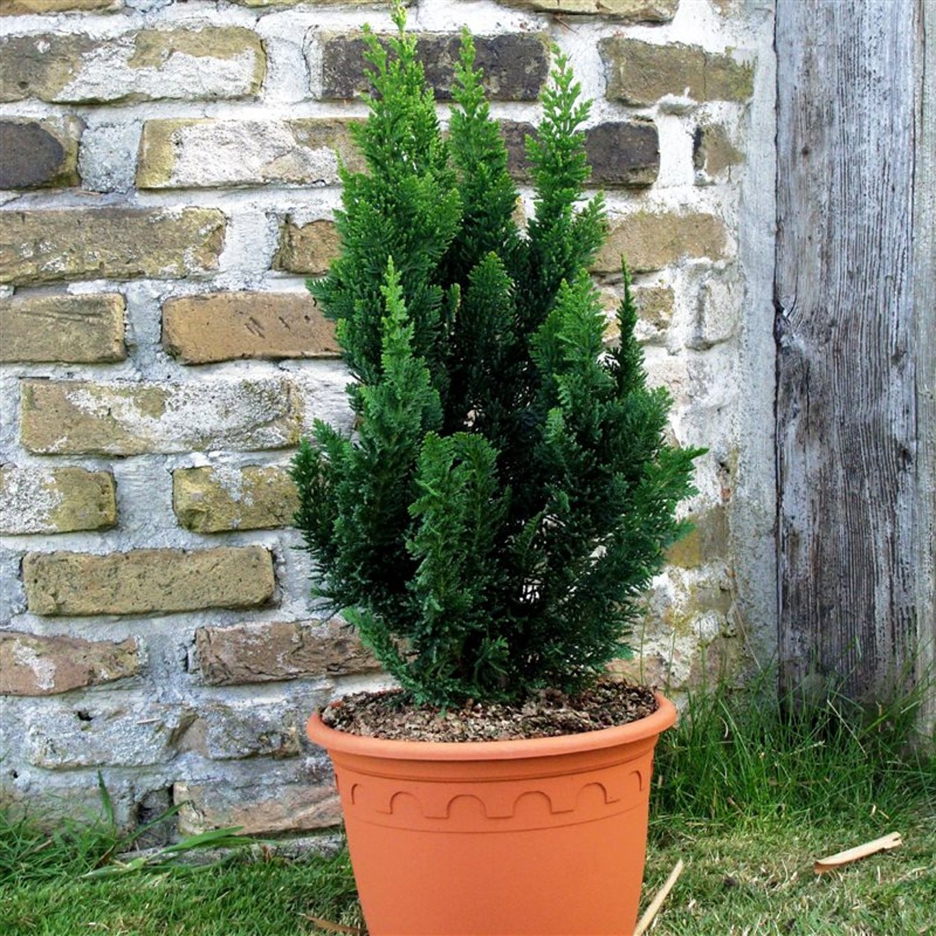 Ädelcypress – Chamaecyparis lawsoniana 'Little Spire' - C3 30-40 CM