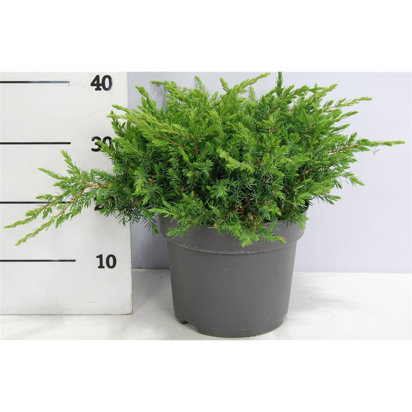 Strand-en – Juniperus conferta 'Schlager' - C7.5 40-50 cm.