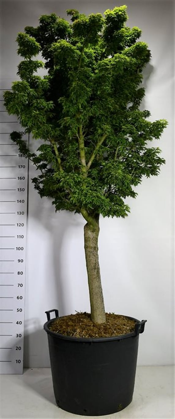 Japansk lönn – Acer palmatum &