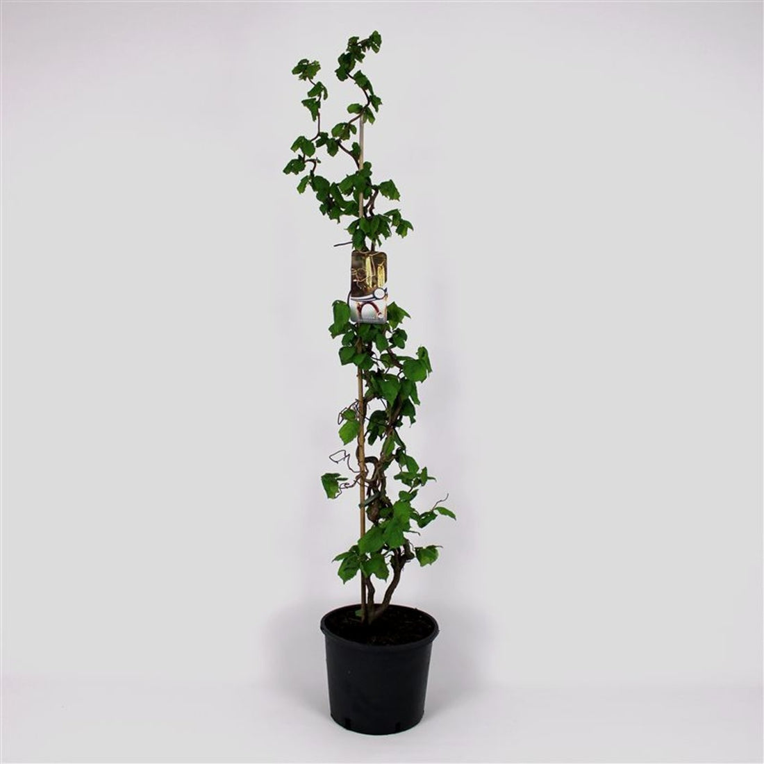 Hassel – Corylus avellana &