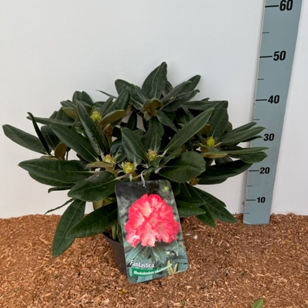 Rhododendron – Rhododendron (Y); 'Fantastica' - C5 30-40 CM