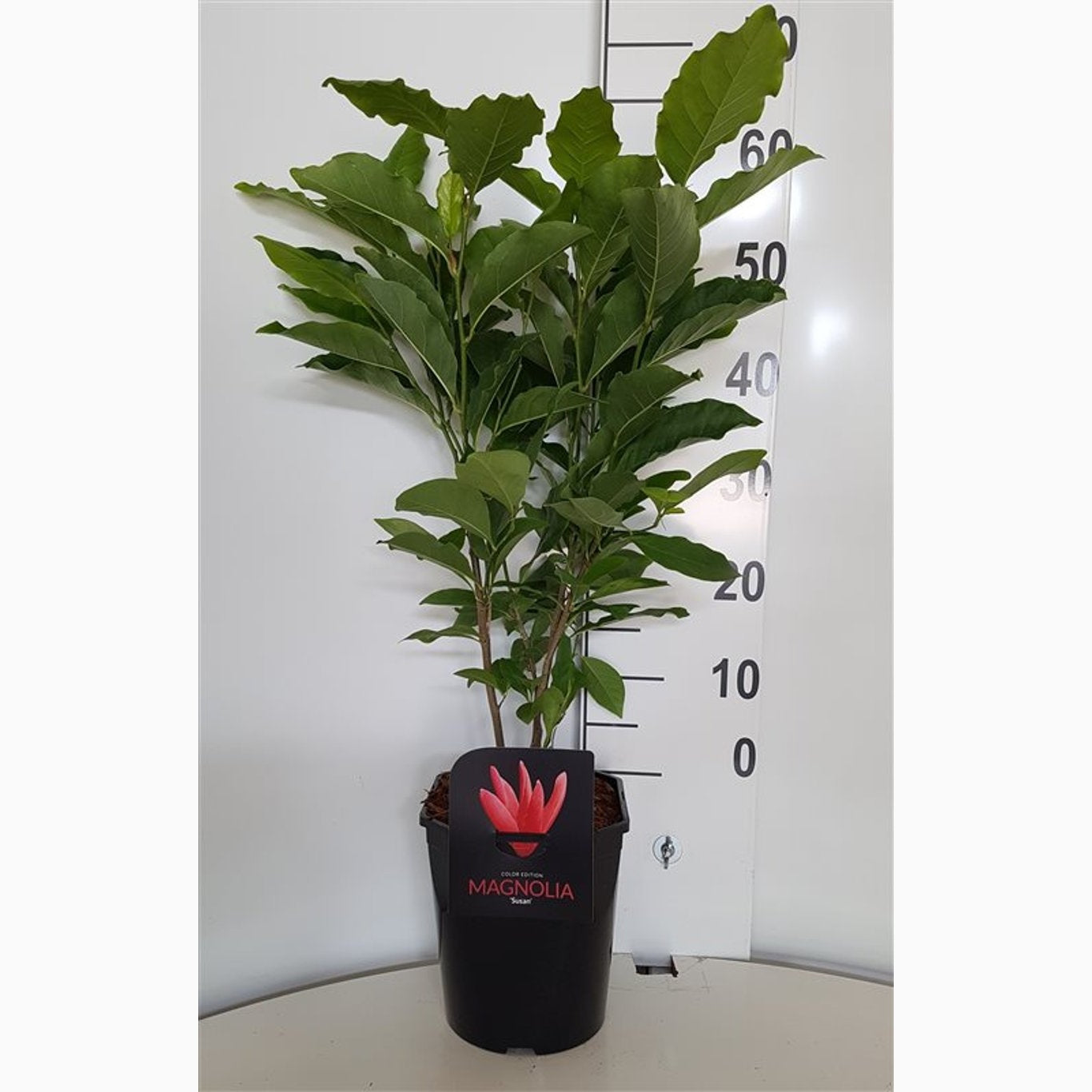 Magnolia – Magnolia 'Susan' - C5 50-60 CM