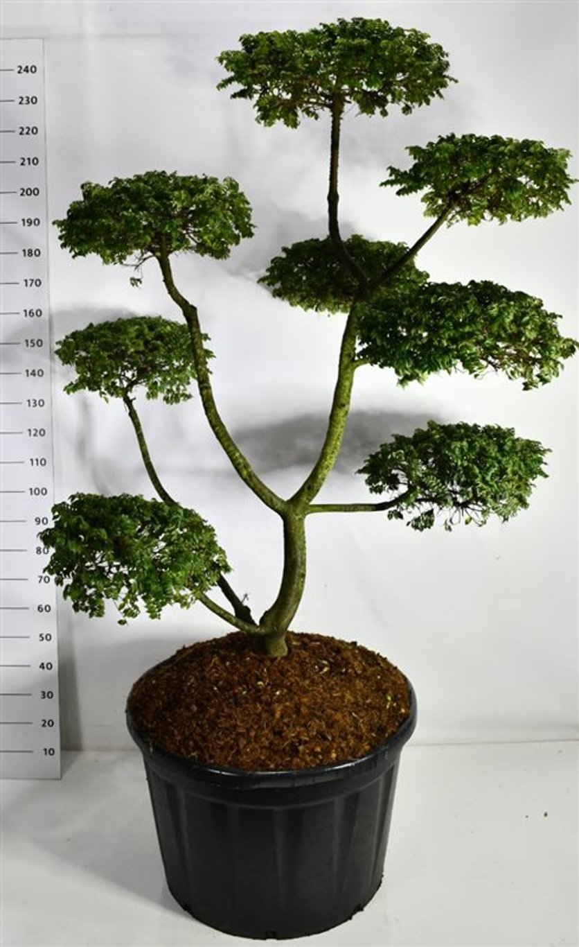Alm – Ulmus &