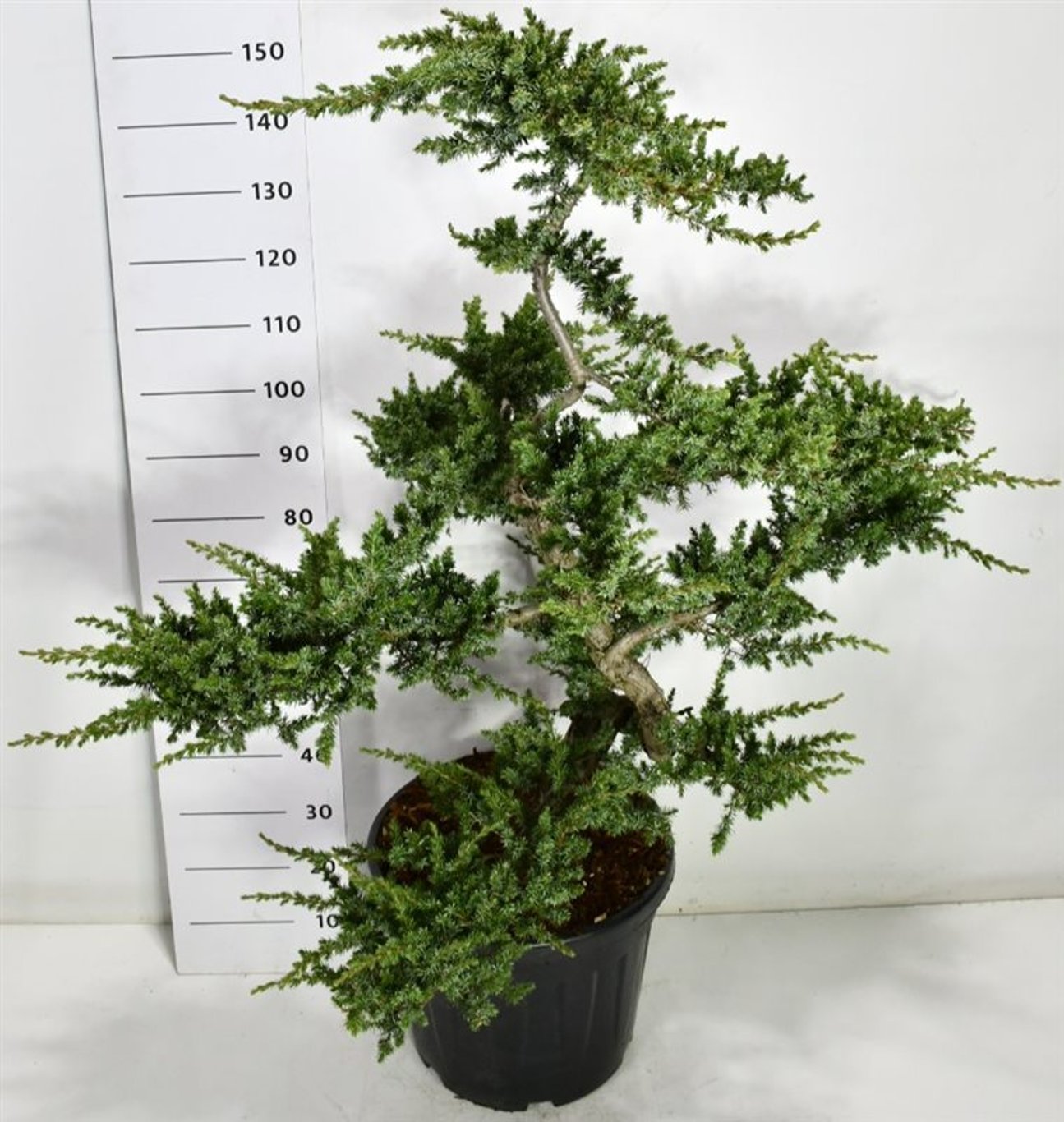 Strand-en – Juniperus conferta &