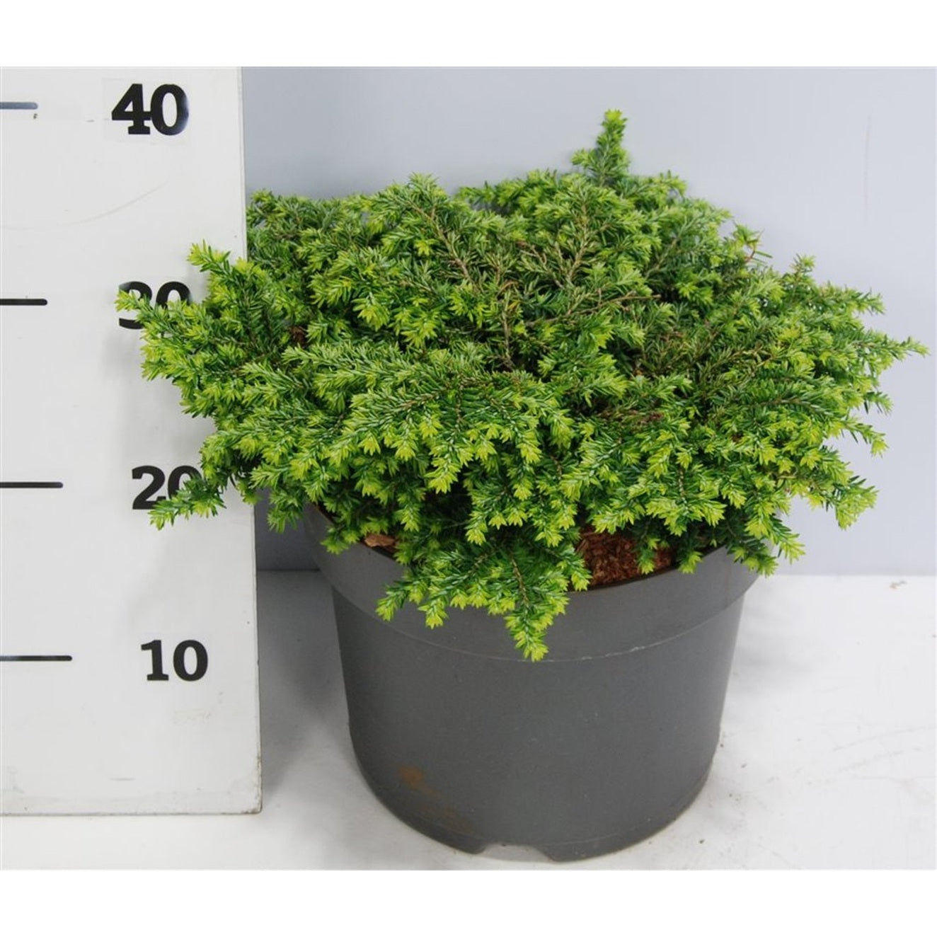 Hemlock – Tsuga canadensis 'Popeleski' - C7.5 30-40 cm.