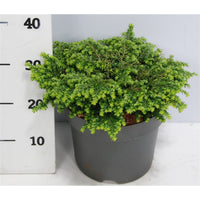 Hemlock – Tsuga canadensis 'Popeleski' - C7.5 30-40 cm.