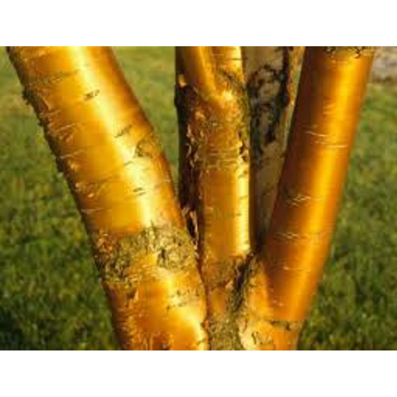 Manchuriskt körsbär – Prunus maackii - 18/20 RB