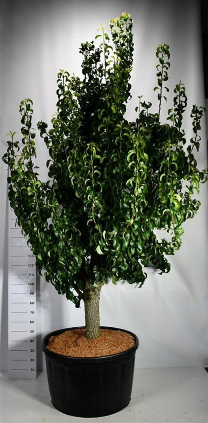 Päron – Pyrus communis &