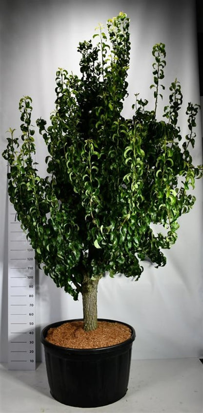 Päron – Pyrus communis &