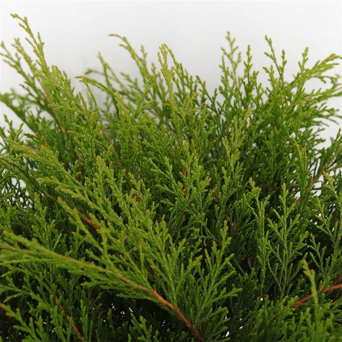 Mikrobiota – Microbiota decussata - C5 40-50 CM