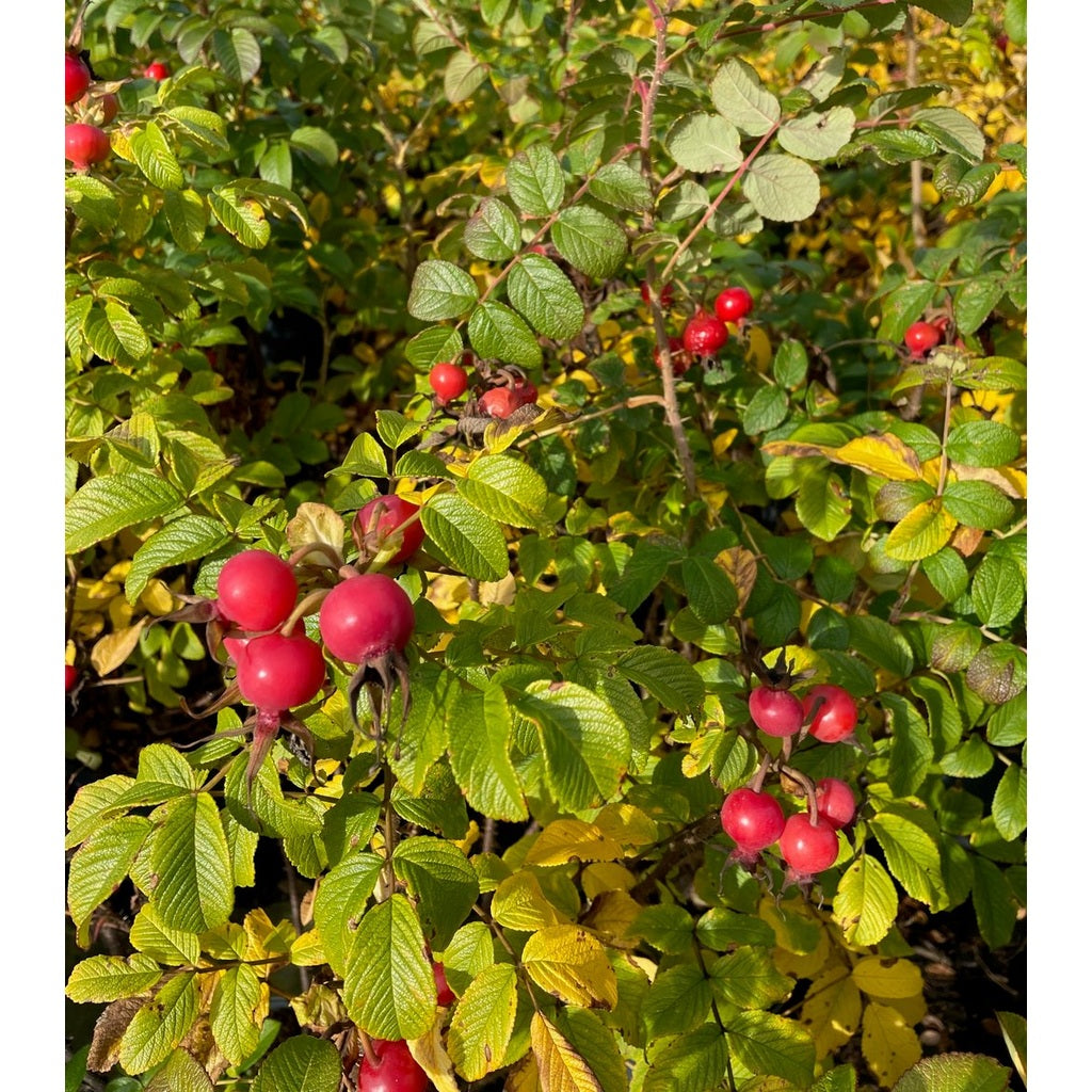 Rugosaros – Rosa rugosa - C7.5 60-80 CM