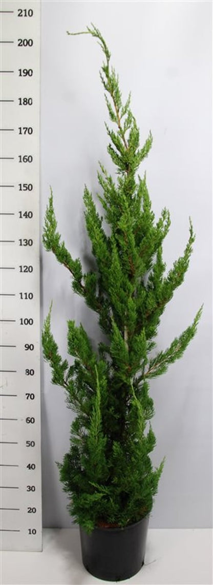 Kinesisk en – Juniperus chinensis &