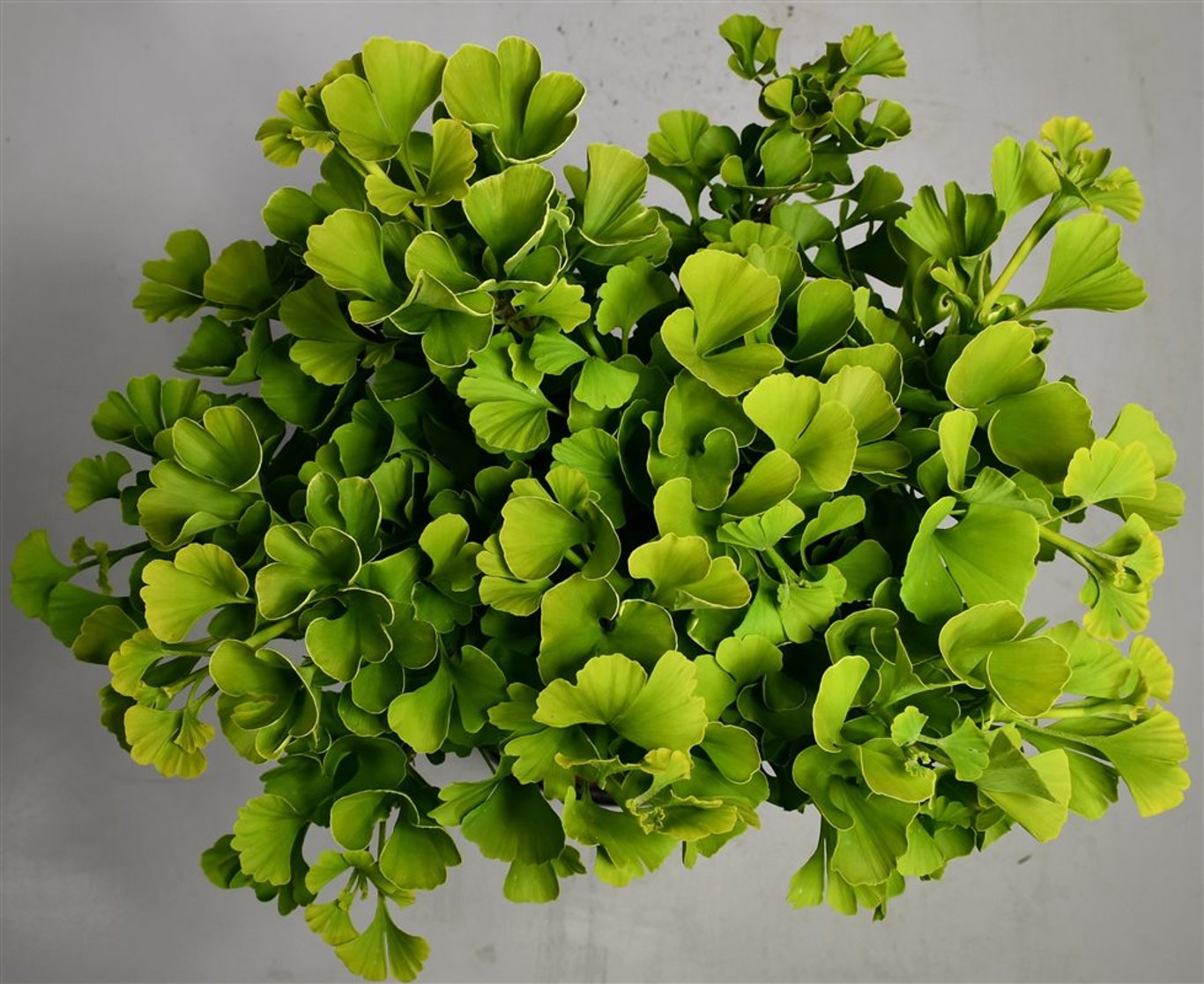 Tempelträd – Ginkgo biloba 'Mariken' - C13 40 cm. Stam