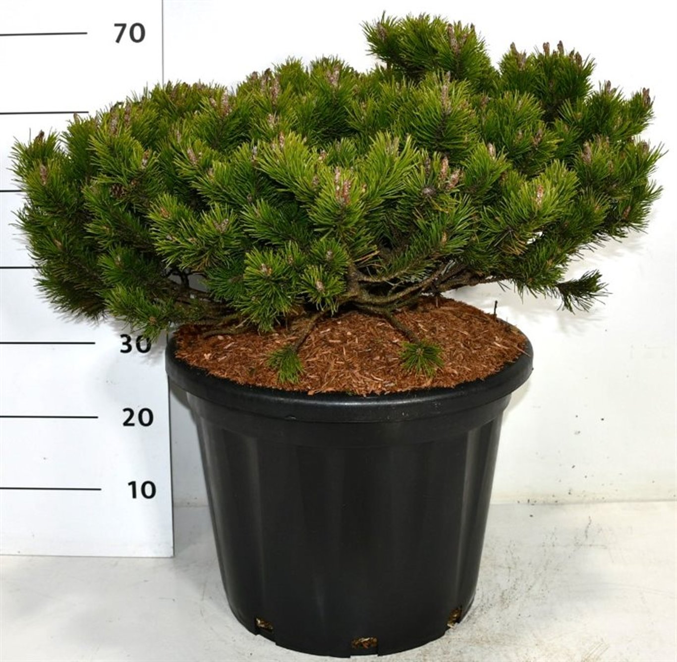 Bergtall – Pinus mugo 'Klosters Grun' - C35 50-60 cm.