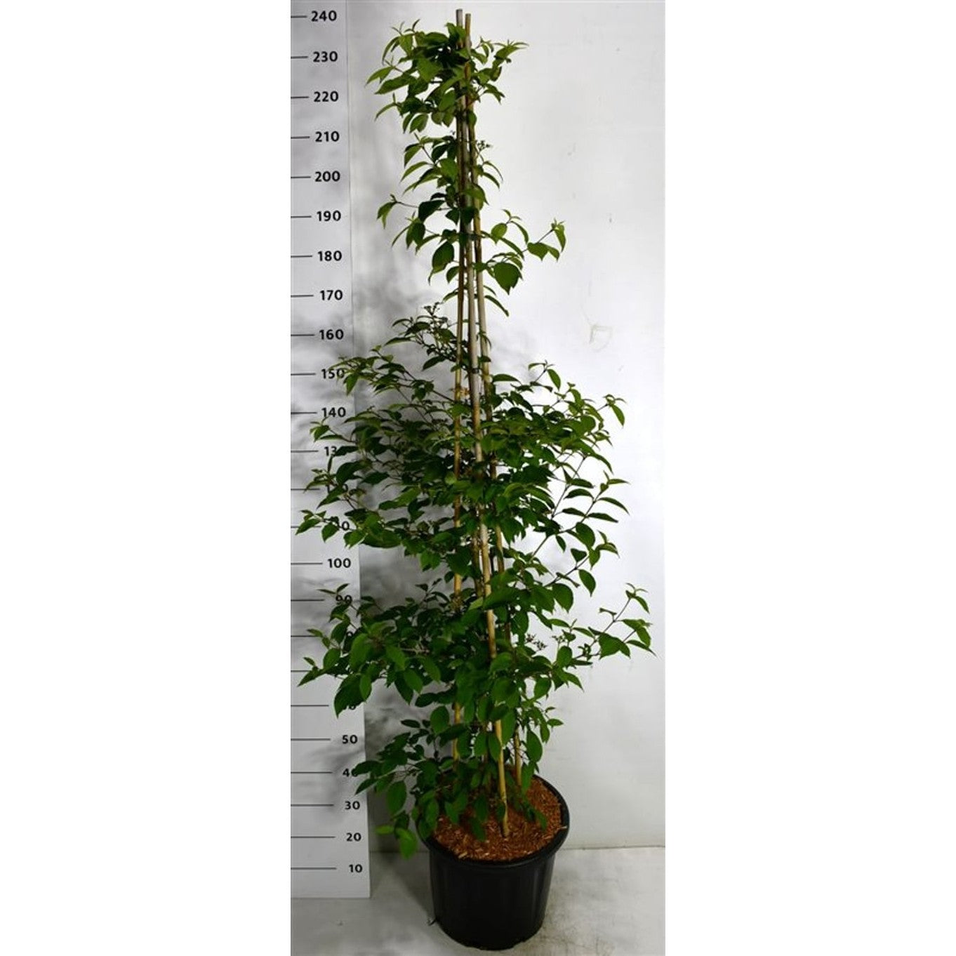 Japanskt olvon – Viburnum plicatum &
