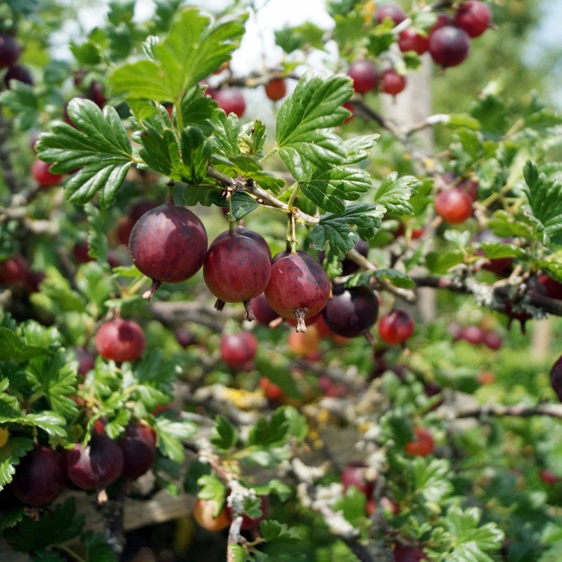 Krusbär – Ribes uva-crispa &