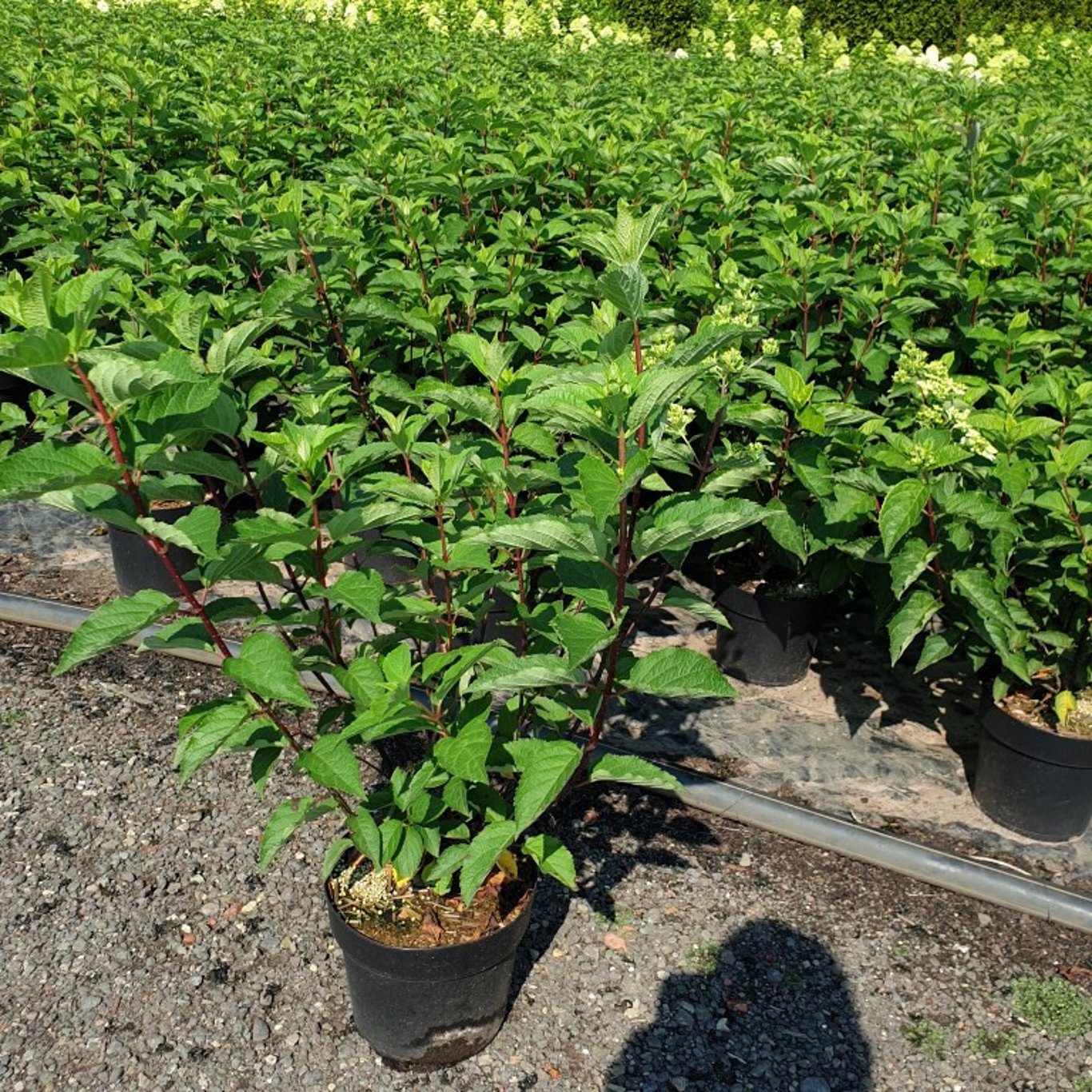 Syrenhortensia – Hydrangea paniculata 'Fraise Melba'® - C4,6 40-60 CM