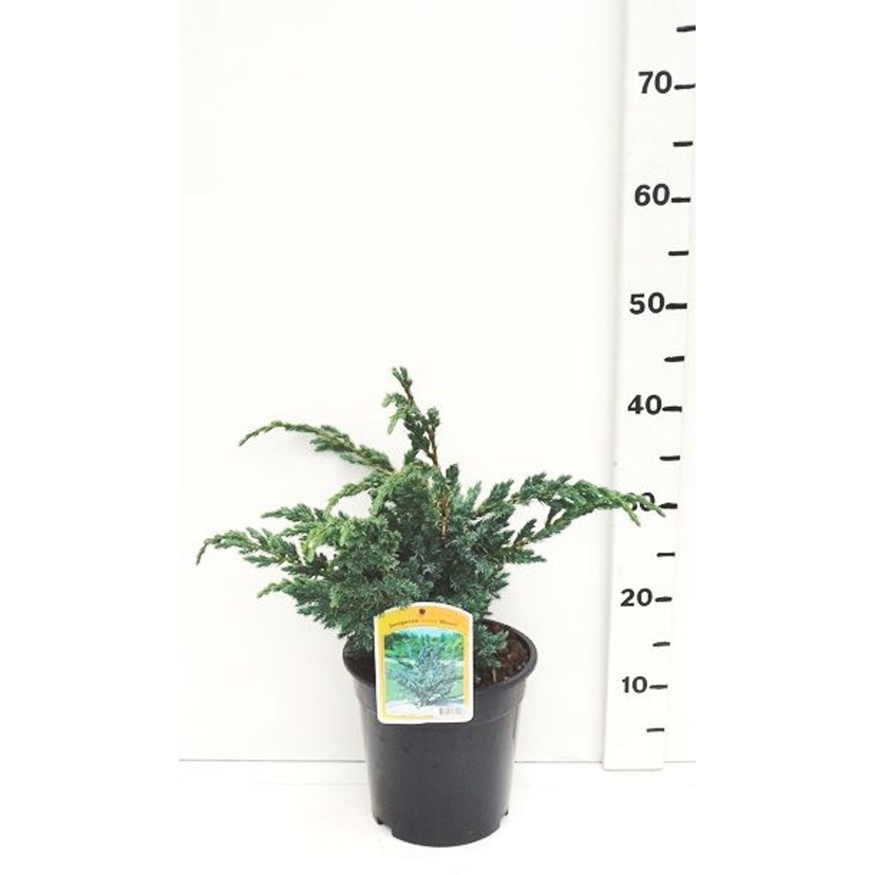 Fjäll-en – Juniperus squamata 'Meyeri' - C3 25-30 CM
