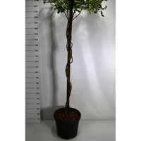 Japansk blåregn – Wisteria brachybotrys 'Yokohama fuji' - C45 200 cm. Dakvorm