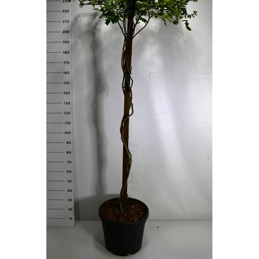 Japansk blåregn – Wisteria brachybotrys 'Yokohama fuji' - C45 200 cm. Dakvorm