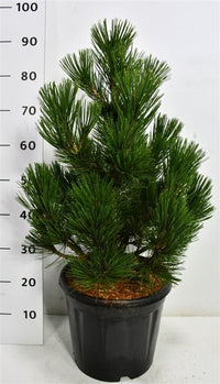 Balkantall – Pinus heldreichii 'Little Dracula' - C13 30-40 cm.