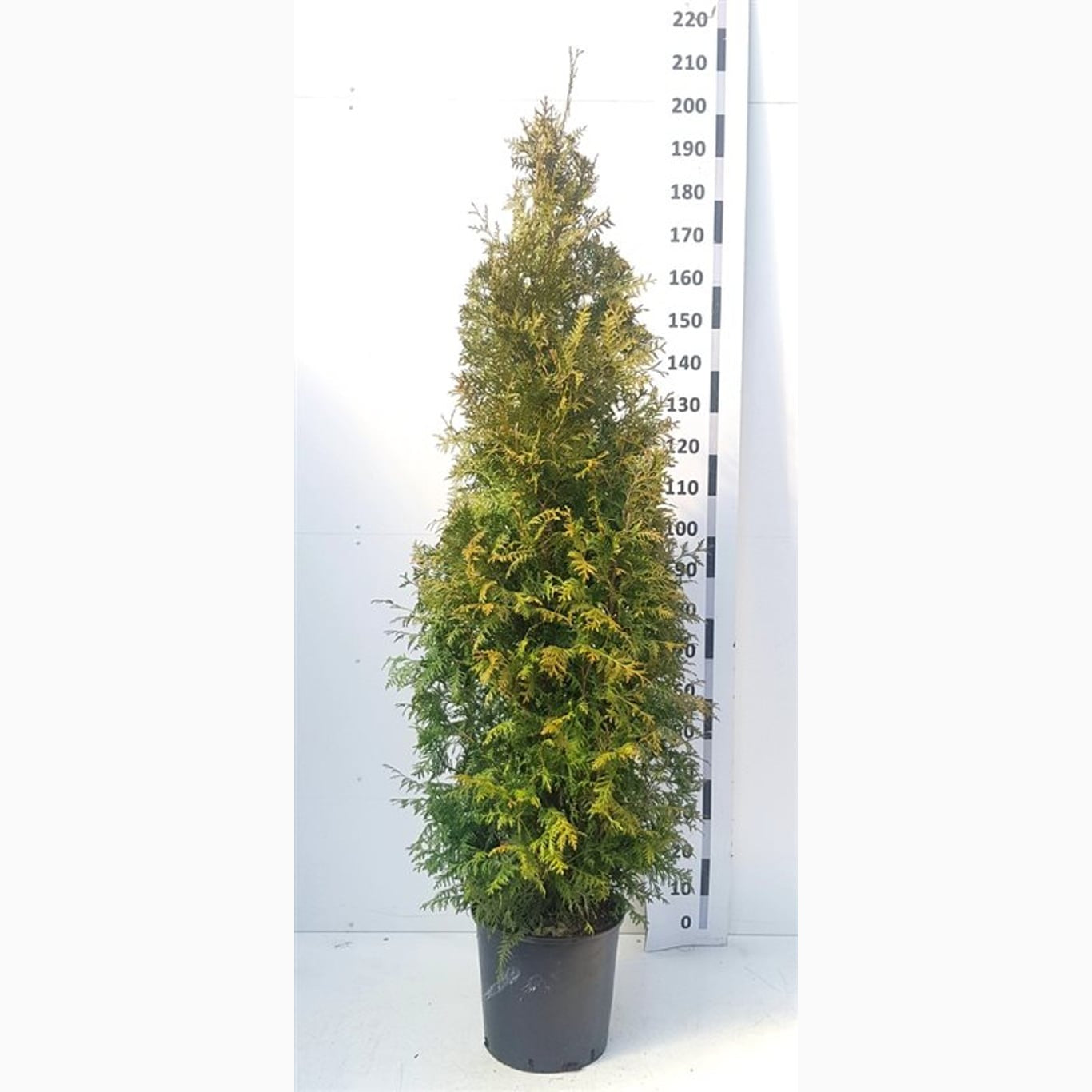 Thuja – Thuja occidentalis 'Brabant' - C20 150-175 CM