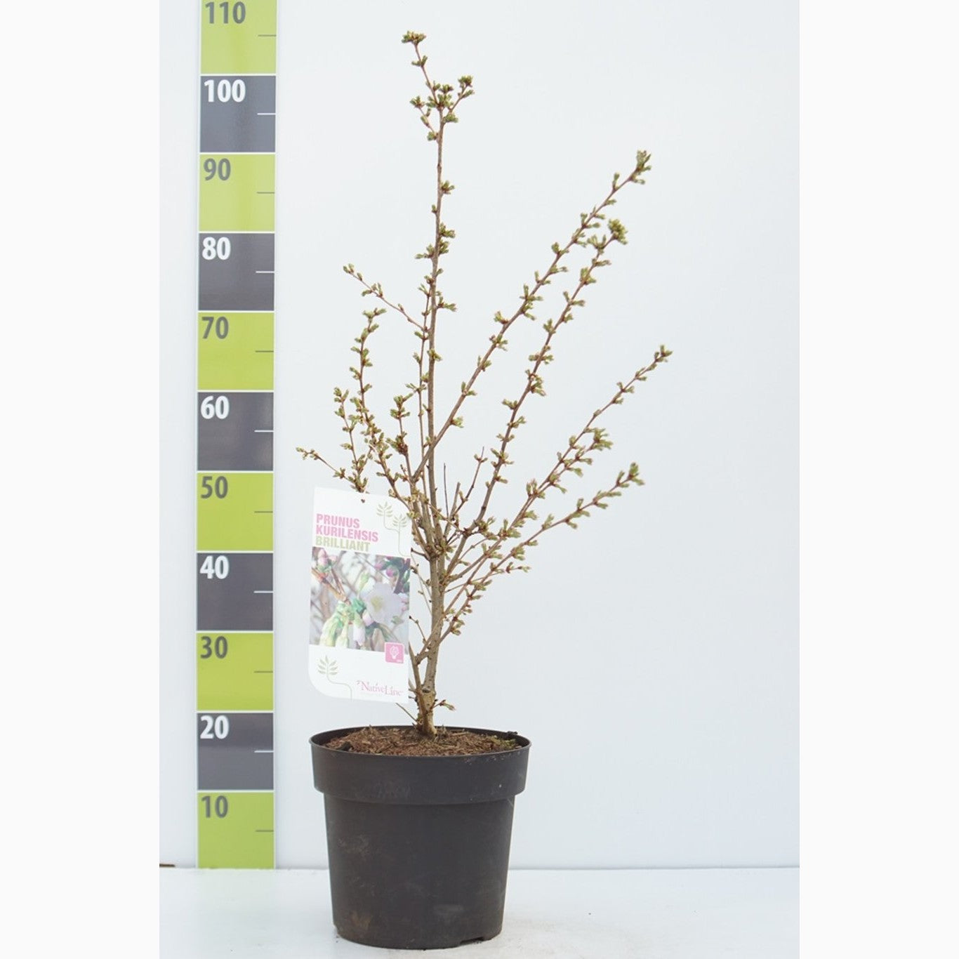 Japanskt körsbär – Prunus nipponica 'Brillant' - C7 60-80 CM