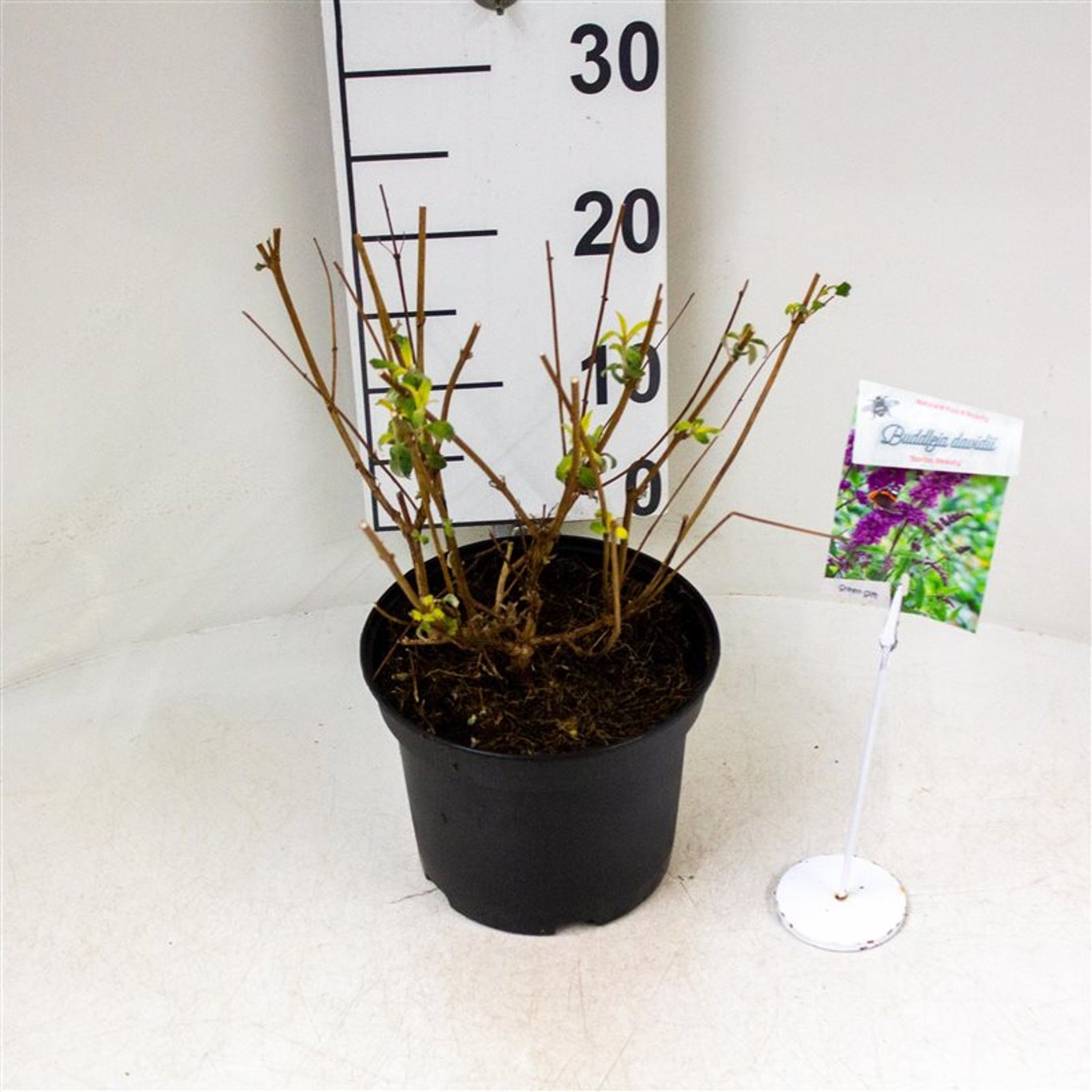 Sommarlilja – Buddleja d. 'Border Beauty' - C3 40-50 CM